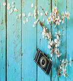 Spring White Cherry artwork