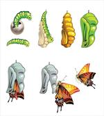 Cocoon Nature Cycle
