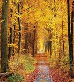Foliage Leaves Autumn