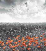 Flower Field Greyscale Design