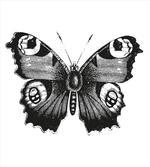 Butterfly Art