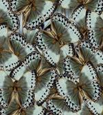 Butterflies Jungle Queen