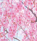 Japanese Sakura Flowers