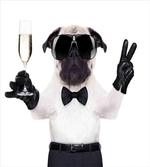 Dog Celebration Alcohol