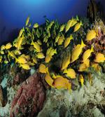 Tropical Fish Coral Reef artwork