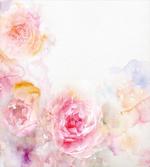 Pale Pink Roses