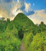Mountain Path with Trees