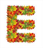 Chestnu Maple Acorn E artwork