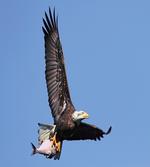 Hunter Bird with a Fish