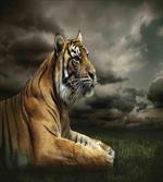 Jungle African Cat Clouds