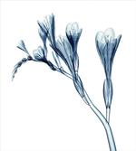 Abstract Modern Floral