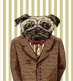 Smart Dressed Dog Suit