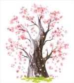 Blooming Sakura