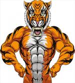 Wildlife Safari Tiger