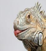 Nature Photography Realistic artwork