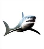 Wild Sea Creature Art