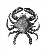 Crustacean Family Artwork artwork