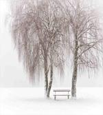 Snowy Bench in the Park