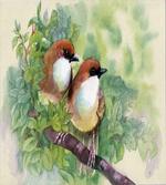 Pair of House Sparrow