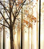 Tree in Abstract Woods artwork