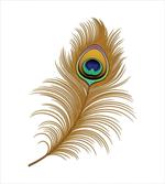Exotic Peacock Wild Bird