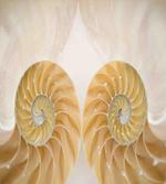 Symmetrical Seashells artwork