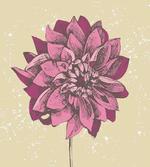 Dahlia Flower Bohemian