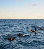 Whales in SeOcean