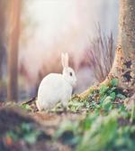 Spring Rabbit Forest