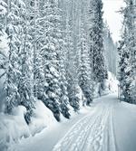 Ski Theme Snowy Road