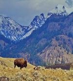 Bison and Snowy Mountains