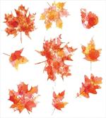 Canadian Foliage Maple