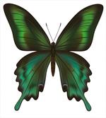 Exotic Green