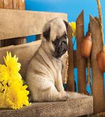 Puppy Photography on Bench