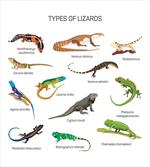 Exotic Lizard Reptiles