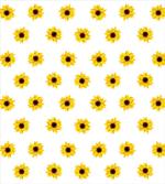 Sunflower Pattern Nature