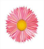 Pinkish Macro Petal