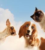 Cats Dogs in Sky Clouds