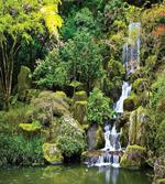 Trees Foliage Rock Garden
