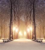 Night Woods at Winter