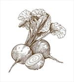 Vintage Beet