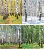 Fall Winter Birch Tree