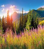 Spring Flowers Mountain