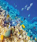 Aquatic Corals