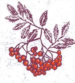 Berry Bunch Food