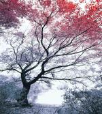 Abstract Colorful Dramatic