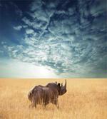 Rhino Dramatic Cloudy Sky