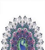 Exotic Wild Peacock