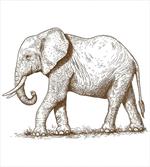 Safari Wild Animals Art