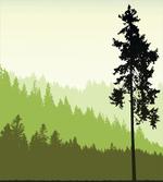 Pine Tree Silihouette